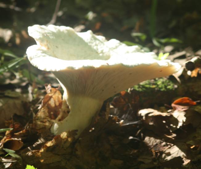 Russula da identificare